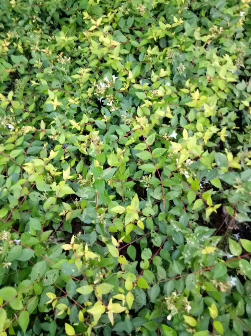 大花六道木4~6cm0.5m以下