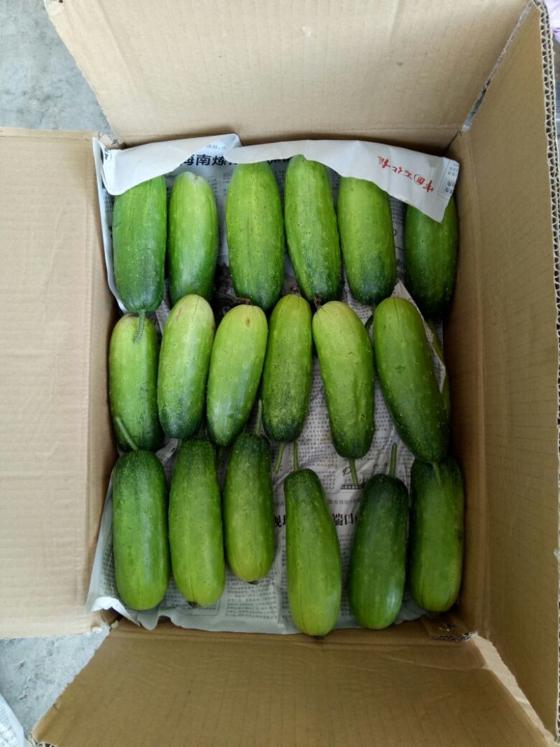 水果黄瓜精品黄瓜18公分以下鲜花带刺产地直发