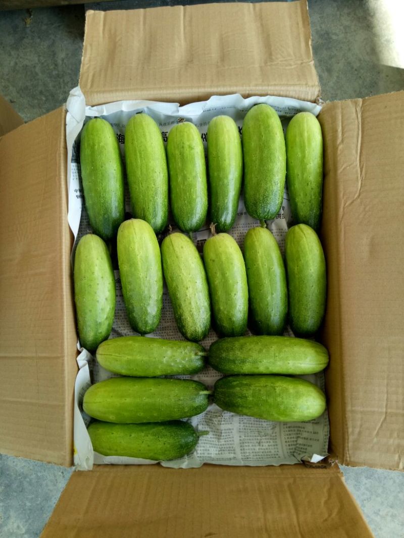 水果黄瓜精品黄瓜18公分以下鲜花带刺产地直发