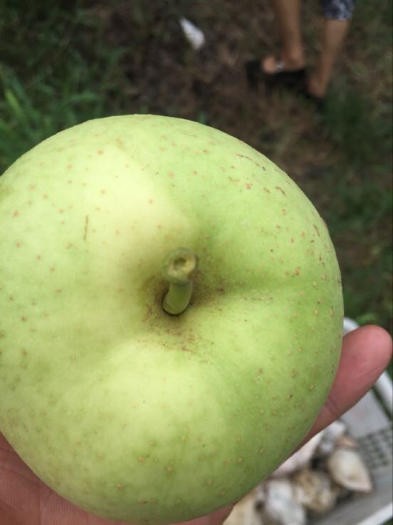 酥梨