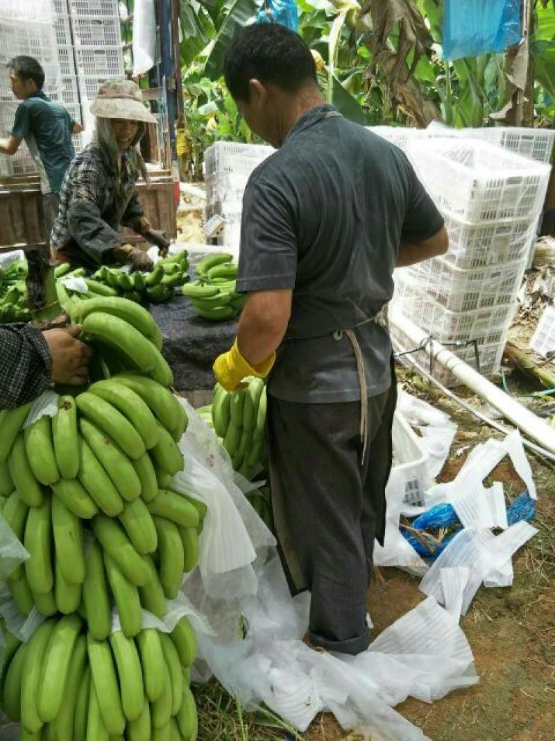 威廉斯香蕉八成熟