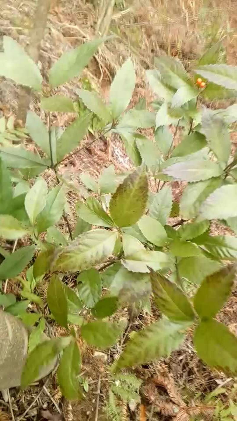 肿节风