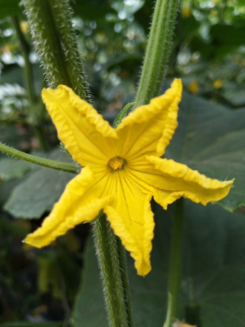 刺黄瓜干花带刺22~25公分