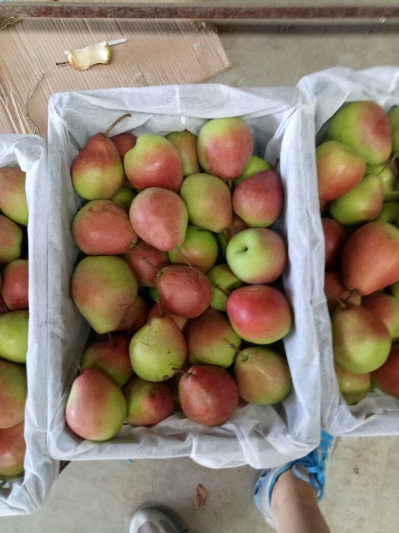 七月红梨光果150~200g