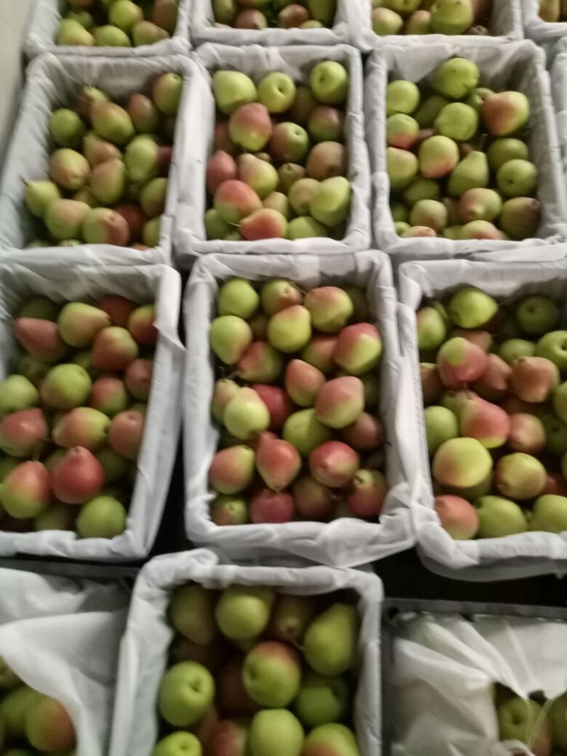 七月红梨光果150~200g