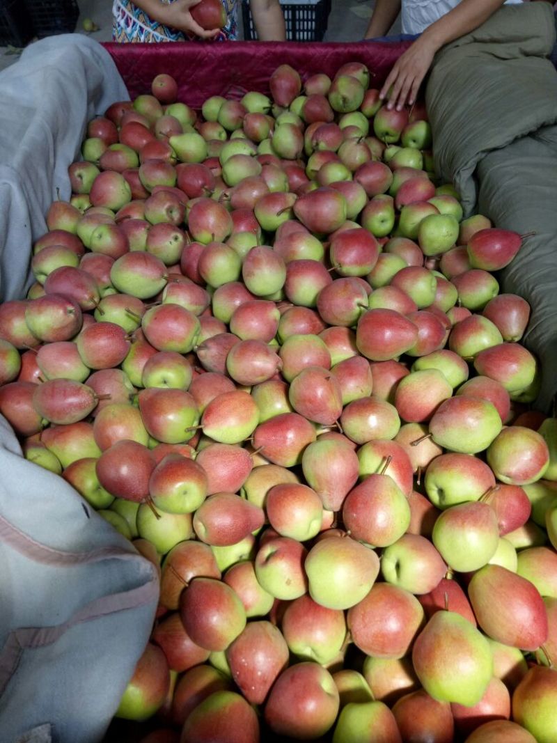 七月红梨光果150~200g