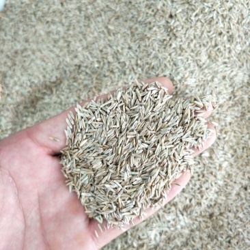 黑麦草种子发芽率85%以上，批发价，货源充足，品质保障