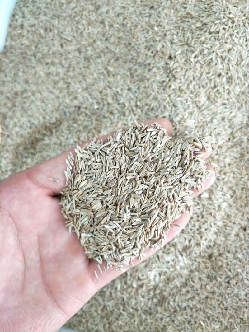 黑麦草种子发芽率85%以上，批发价，货源充足，品质保障