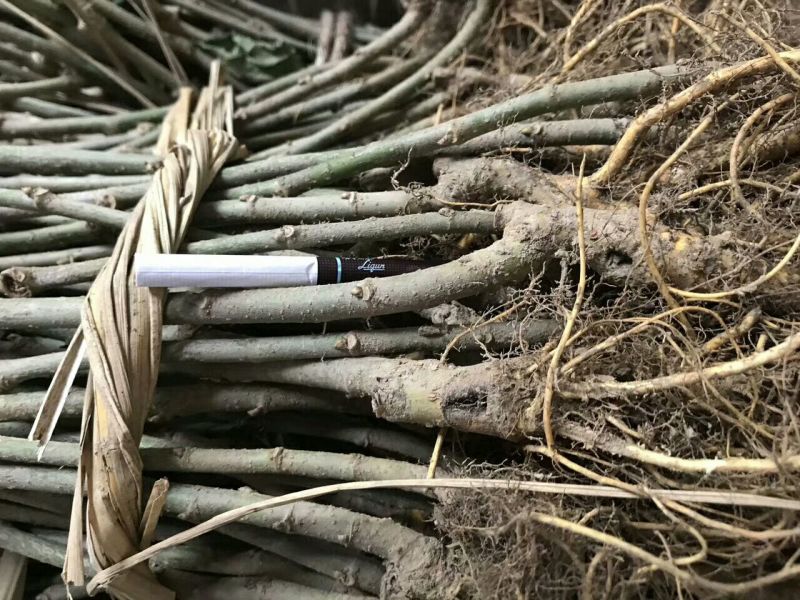基地直销台湾长果桑苗，无籽大十果桑苗，提供种植技术