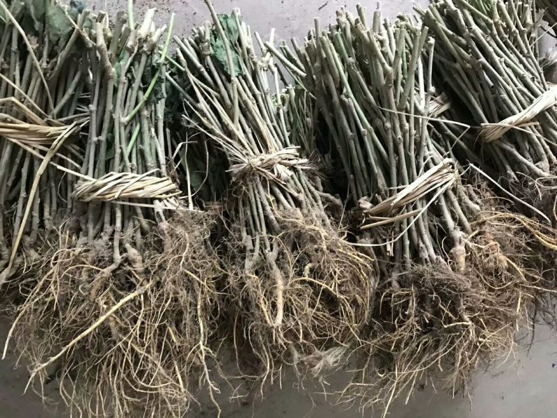 基地直销台湾长果桑苗，无籽大十果桑苗，提供种植技术
