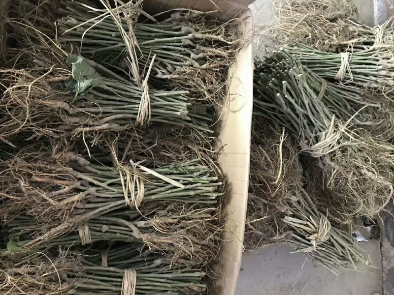基地直销台湾长果桑苗，无籽大十果桑苗，提供种植技术