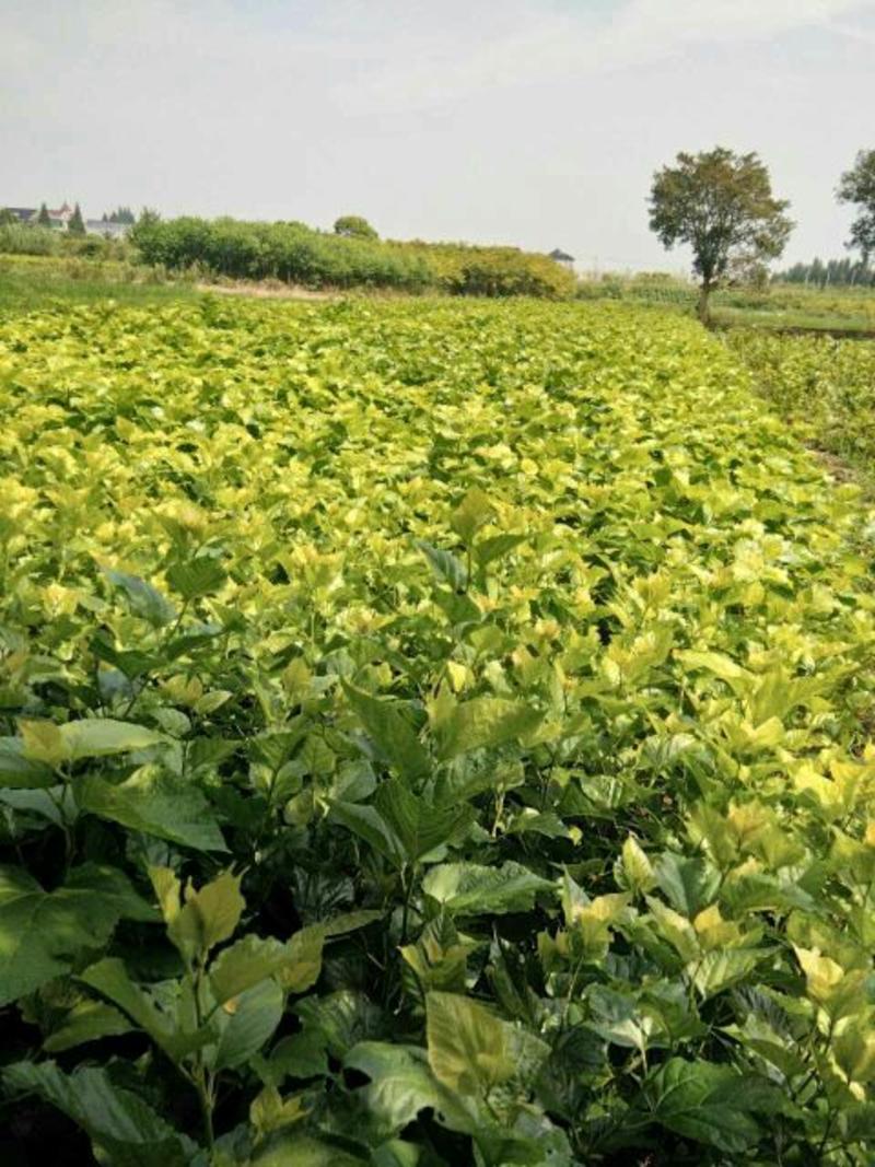 基地直销台湾长果桑苗，无籽大十果桑苗，提供种植技术