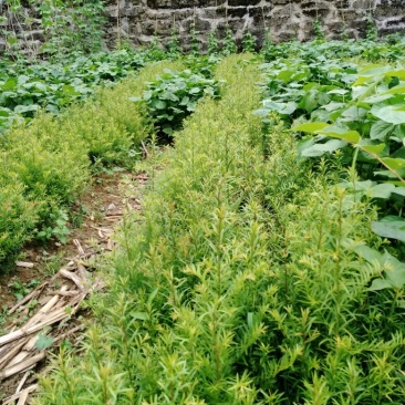 南方红豆杉苗南方红豆杉苗30~50cm