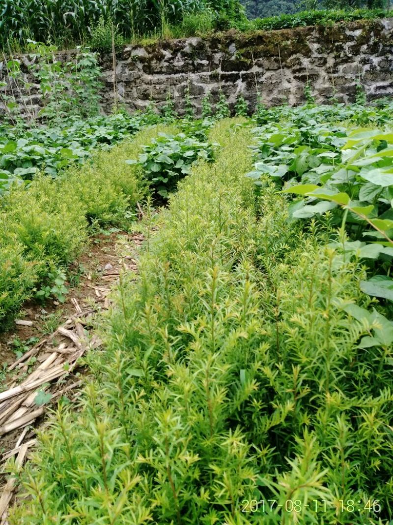 南方红豆杉苗南方红豆杉苗30~50cm