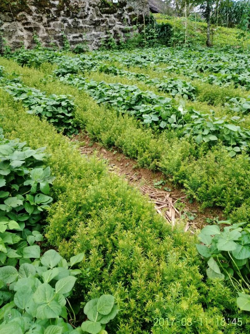 南方红豆杉苗南方红豆杉苗30~50cm