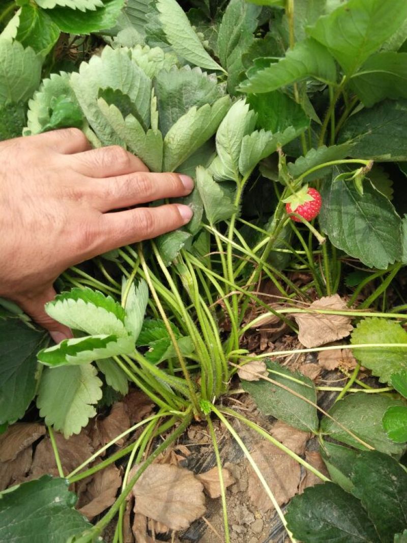 全明星草莓苗10~20cm