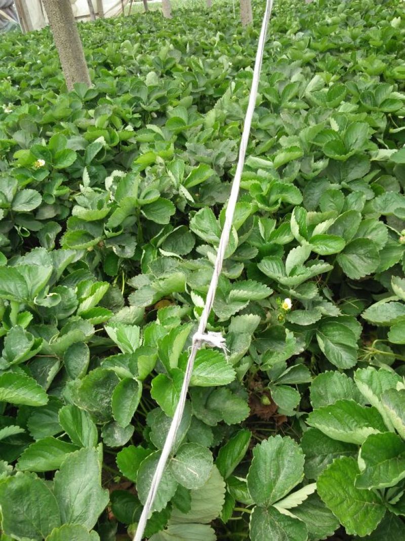 全明星草莓苗10~20cm