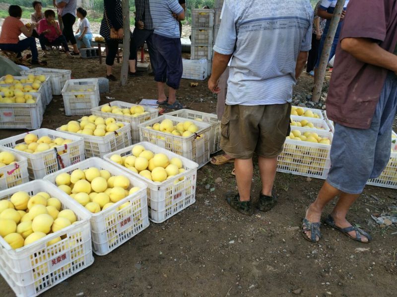 黄金黄桃半斤以上