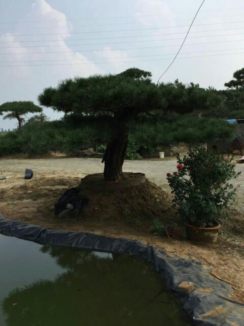 造型松14公分