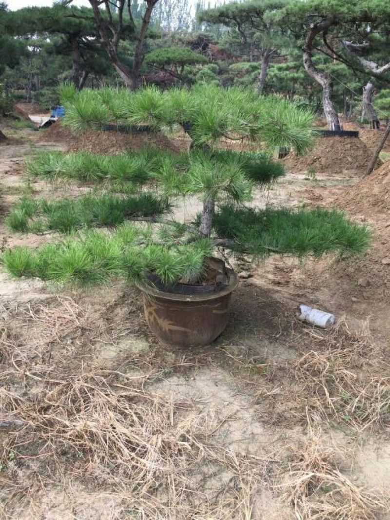 造型松14公分