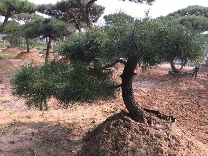 造型松14公分