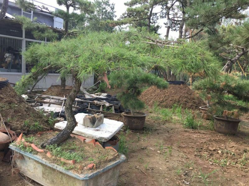造型松14公分