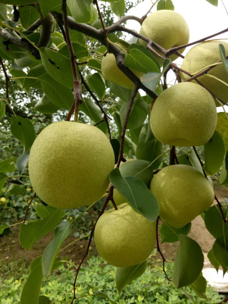 【推荐】酥梨砀山基地直发货源稳定量大从优欢迎实地考察