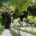 夏黑葡萄0.8~1.5斤5%以下