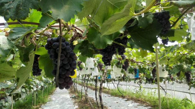 夏黑葡萄0.8~1.5斤5%以下