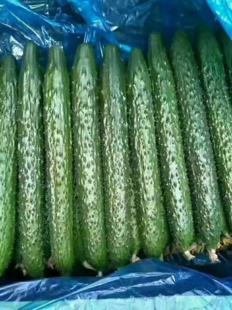 密刺黄瓜22~25公分干花带刺