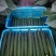 密刺黄瓜22~25公分干花带刺