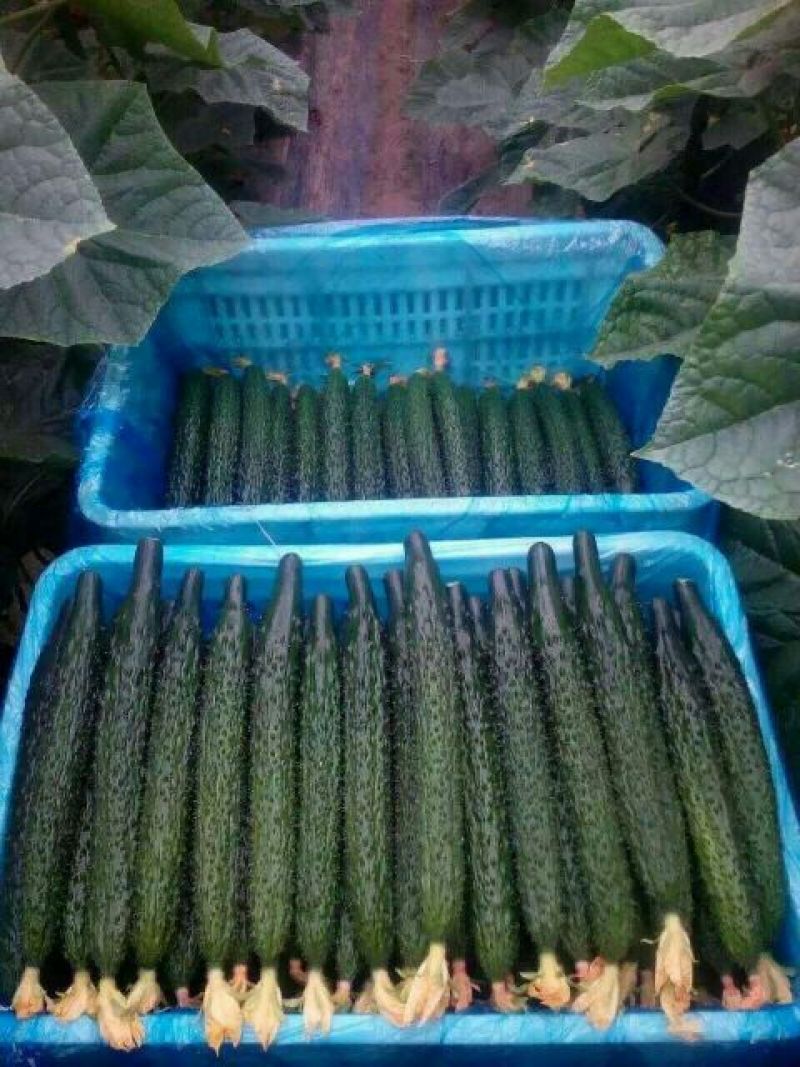 密刺黄瓜22~25公分干花带刺