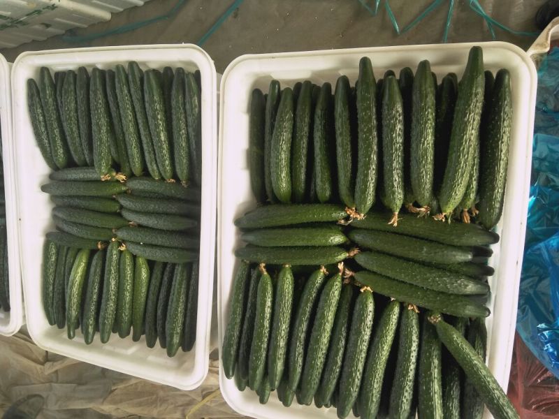 密刺黄瓜25公分以上干花带刺