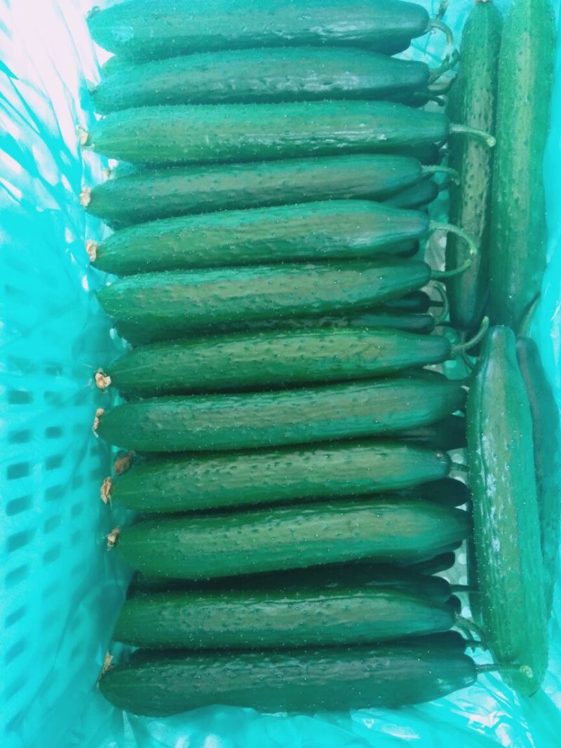 密刺黄瓜25公分以上干花带刺