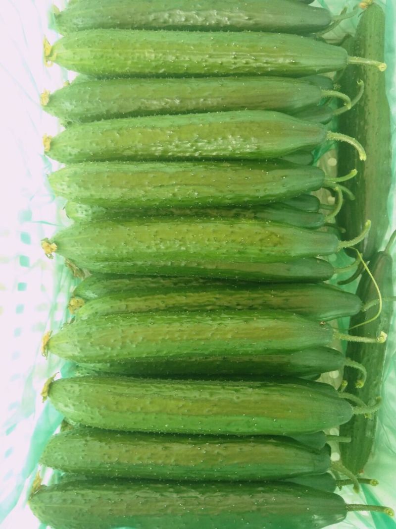 密刺黄瓜25公分以上干花带刺