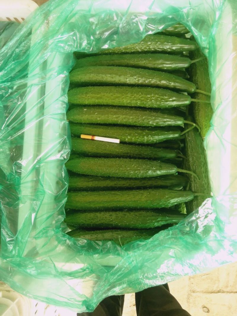 密刺黄瓜25公分以上干花带刺