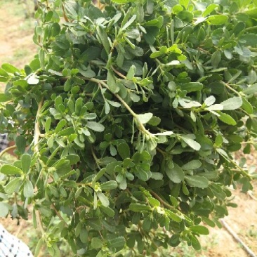 马齿苋鲜