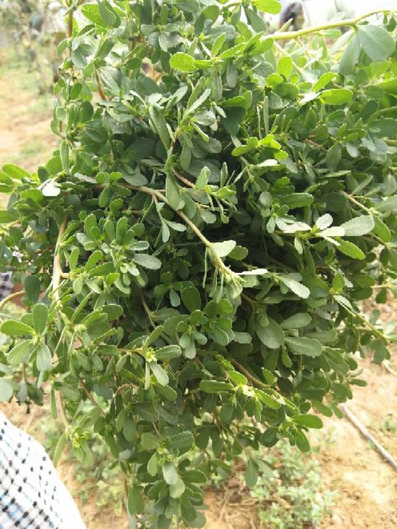 马齿苋鲜