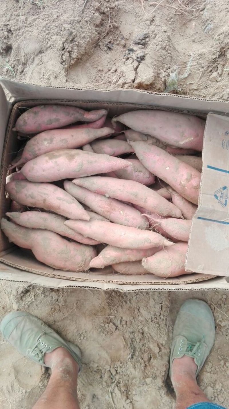 龙薯9号黄心3两以上
