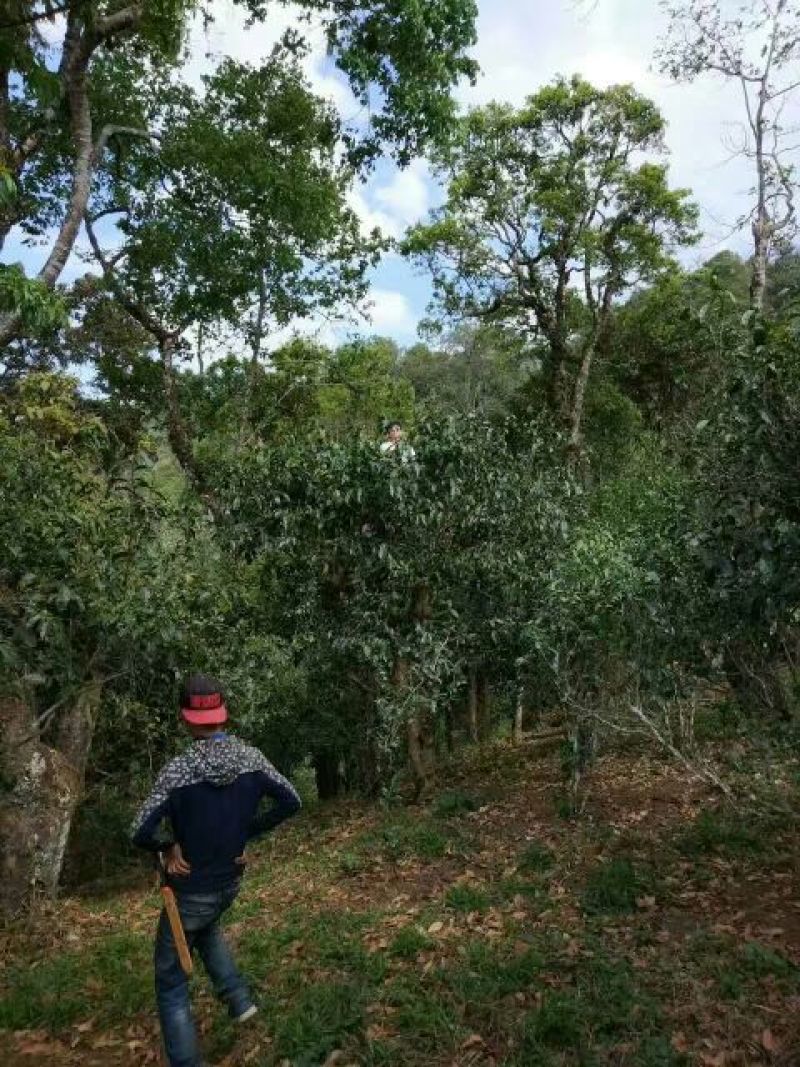 普洱茶一级