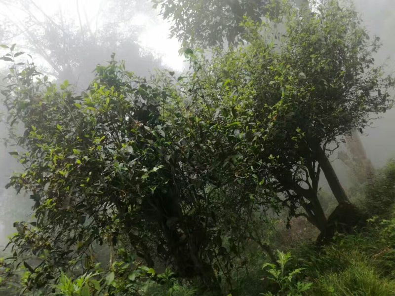 普洱茶一级