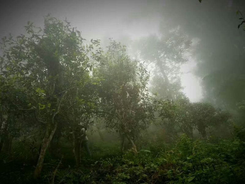 普洱茶一级