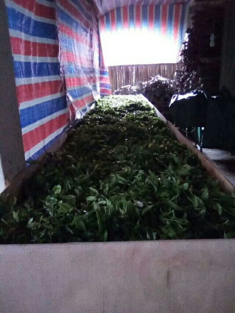 普洱茶一级