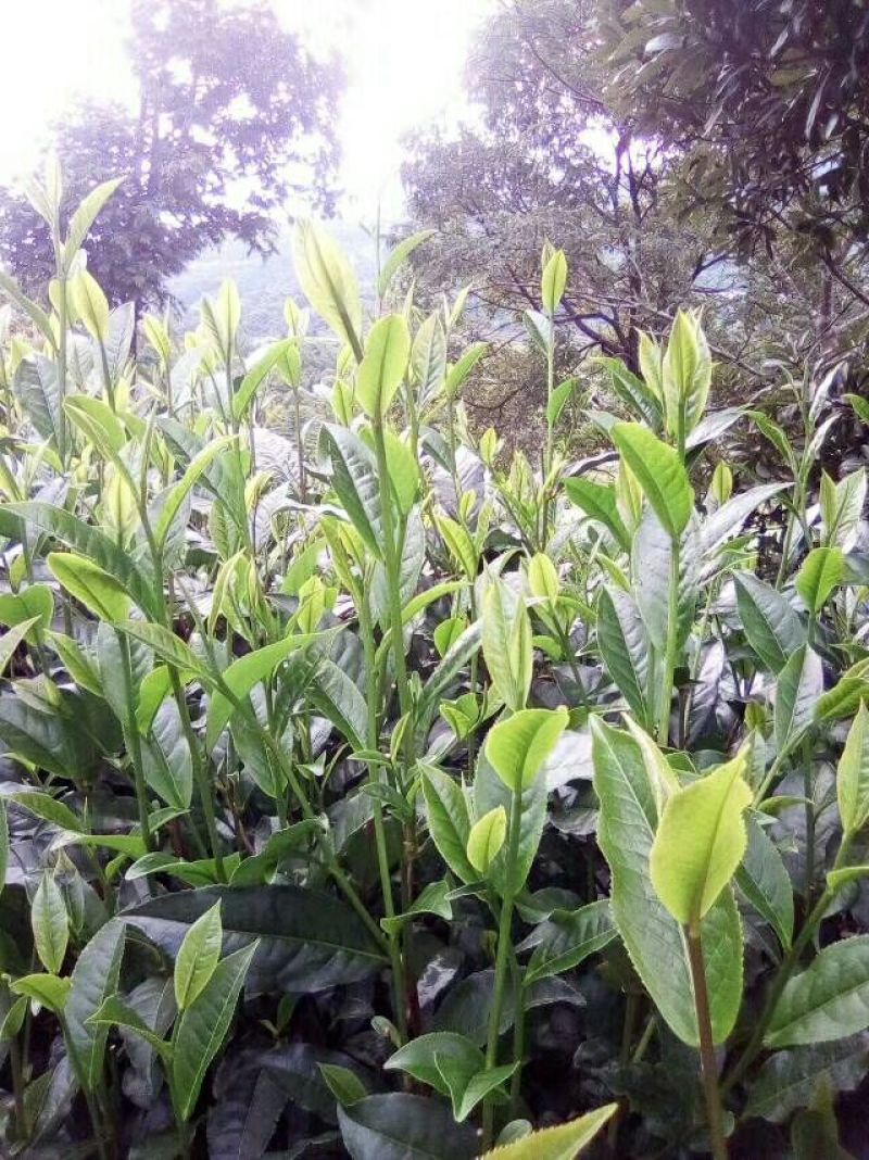 普洱茶一级