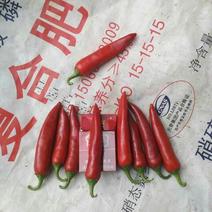 千金红辣椒10-15厘米红