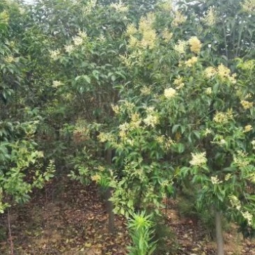 樱桃树