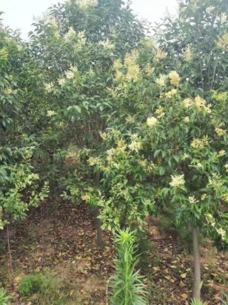 樱桃树