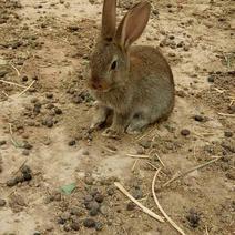杂交野兔食用3~5