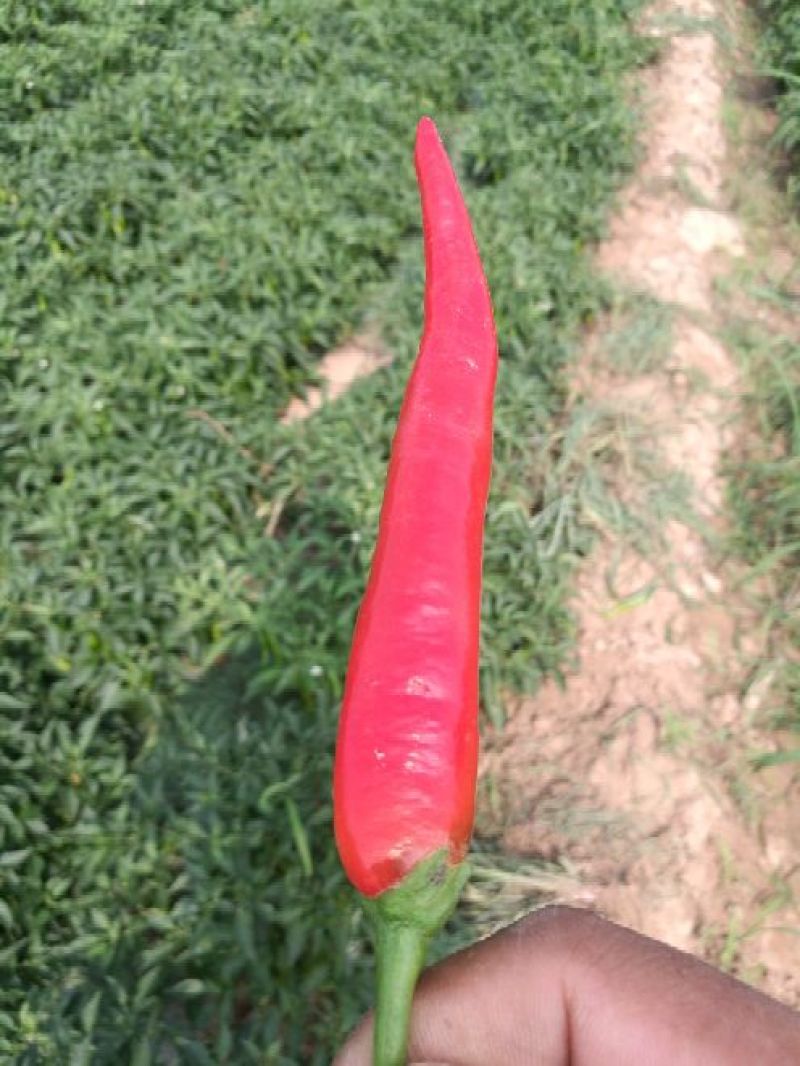 红椒15~20厘米红中辣
