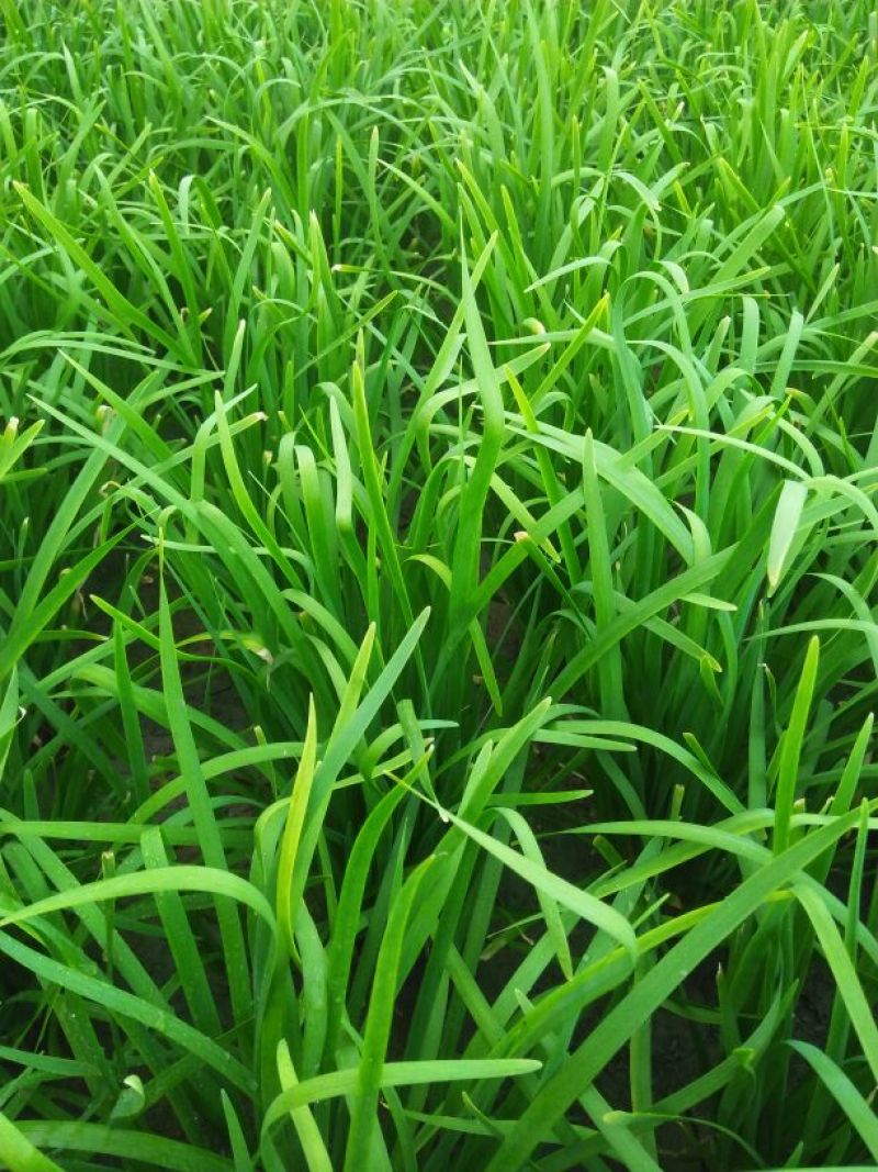 柘城县汉中王韭菜头茬